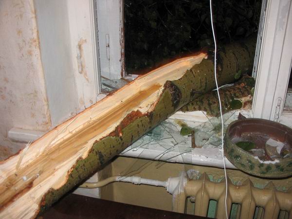Дерево упало в квартиру, разбив окно