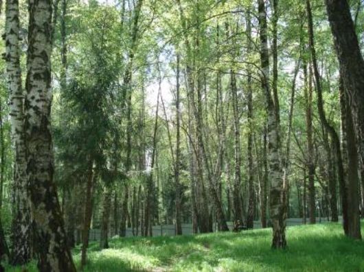 Рублевский лес