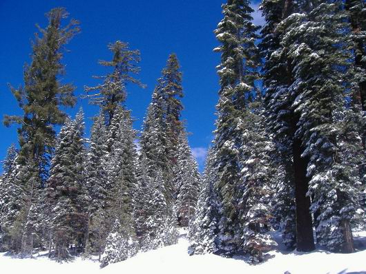 Зимние радости или где одинцовцам кататься на беговых лыжах?