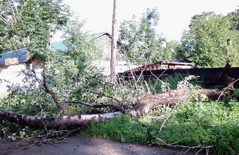 В Голицыно упало дерево на провода, электроснабжение восстанавливается