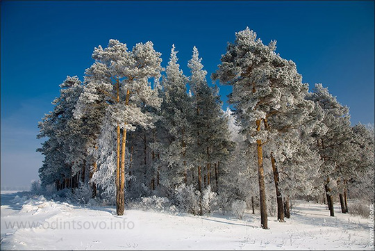 Природа, ветки сосны в снегу