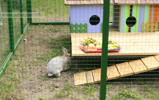 Кролик в Парке Горького