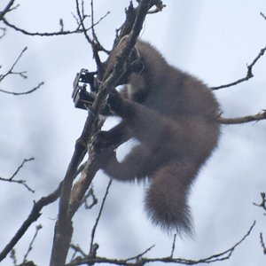 В парке Одинцово куница попала в капкан браконьеров В парке Одинцово куница попала в капкан браконьеров