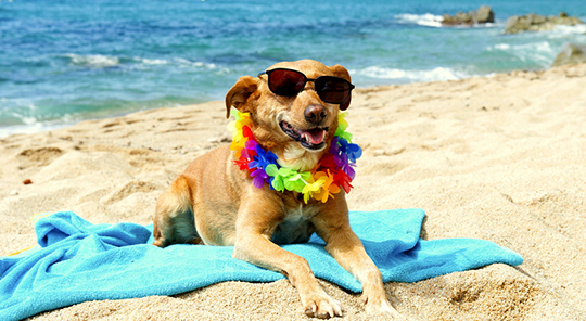 В Подмосковье планируют открывать пляжи для собак