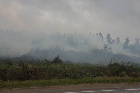 Лесорубы жгут порубочные остатки