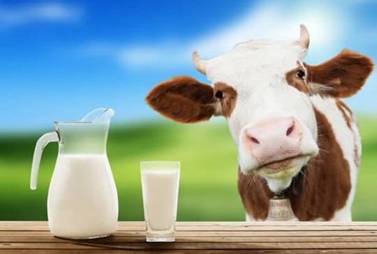 В молоке известных брендов обнаружен ящур