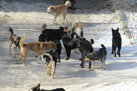 Бездомные собаки нападают на жителей Кубинки-1