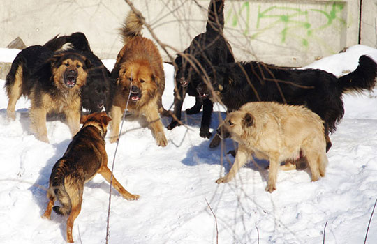 В Одинцовском районе стая бродячих собак загрызла домашнюю косулю
