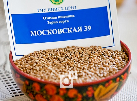 Пшеница Московская-39