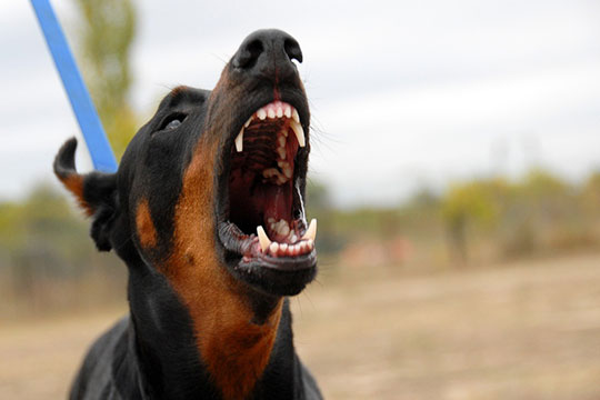 В Одинцово владельцы собак нарушают правила выгула