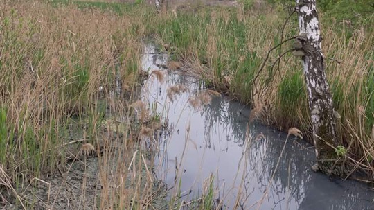 Река Ликова, якобы приватизированная женой Суркова)) , Irina.Grinchenko, Лесной городок