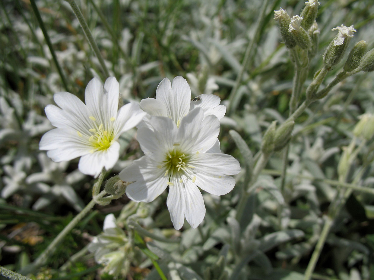 Эдельвейс или билотка альпийская. Занесен в "Красную книгу". В ...