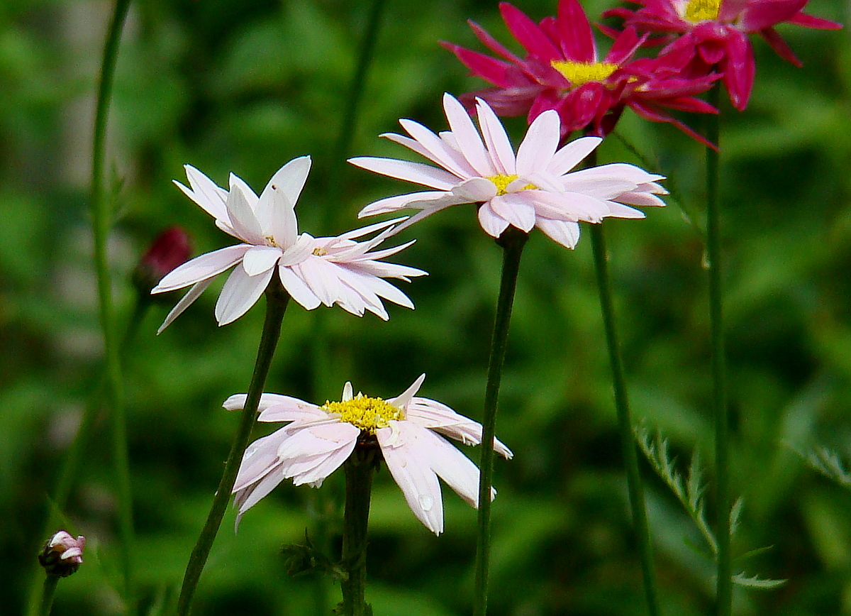 http://www.odintsovo.info/img/blog/feneek/DSC04244.jpg