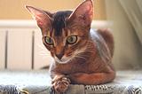Абиссинская кошка, Абиссинская кошка, kelpii