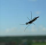 одинцовский комар, одинцово, Uncle_Theodors_Mum