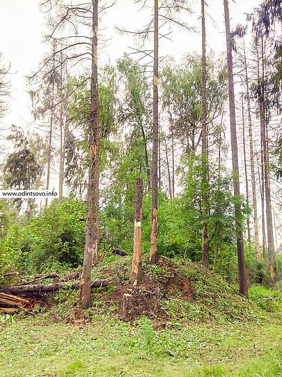 Древний некрополь дачники превратили в мусорную свалку