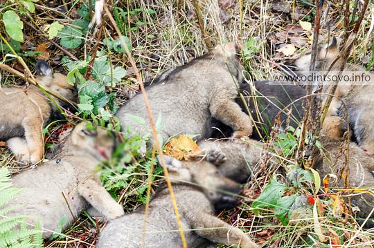 2014, В лесу на Власихе убили 8 щенков