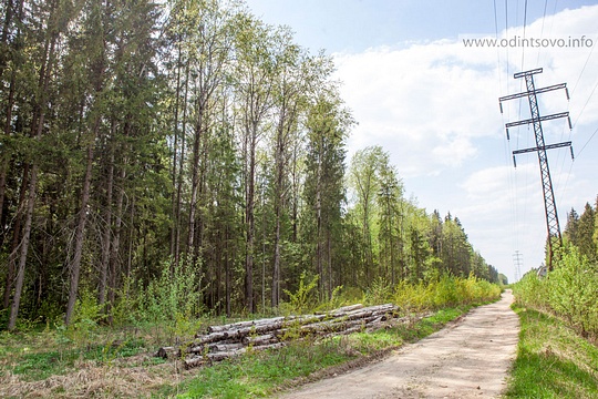 109 многодетных семей Одинцово получат участки в лесу