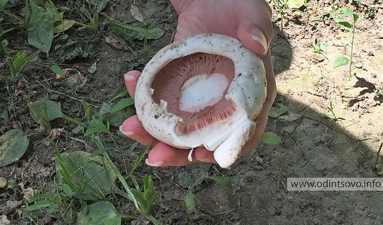 Шапиньоны выросли на газоне в Одинцово