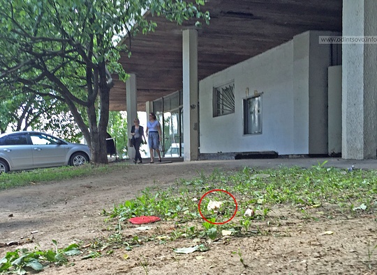 Шапиньоны выросли на газоне в Одинцово