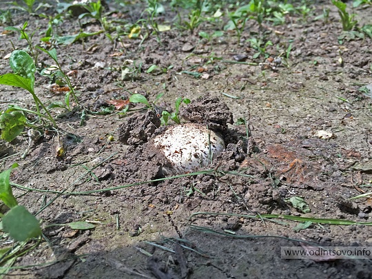 Шапиньоны выросли на газоне в Одинцово