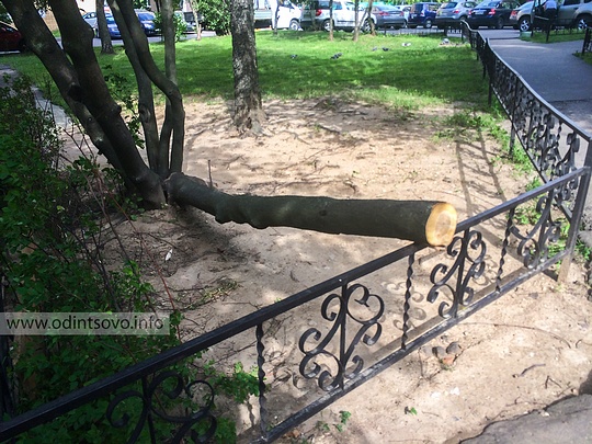 Сильный ветер повалил деревья в Одинцово, Двор домов на Красногорском шоссе