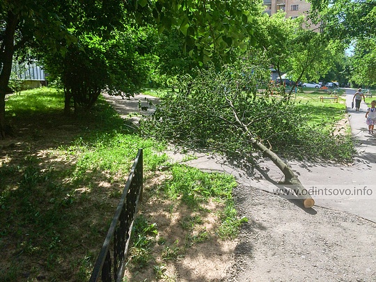 Сильный ветер повалил деревья в Одинцово, Двор домов на Красногорском шоссе