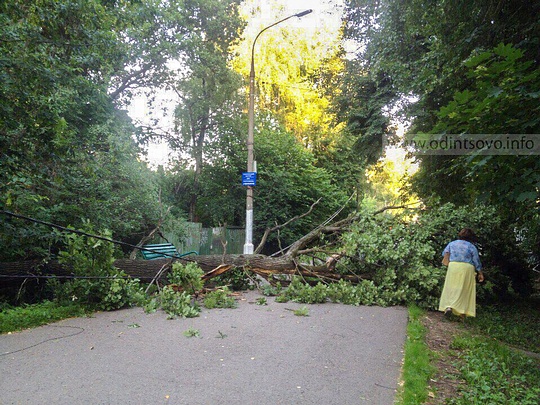 Сильный ветер повалил деревья в Одинцово, Ул. Интернациональная