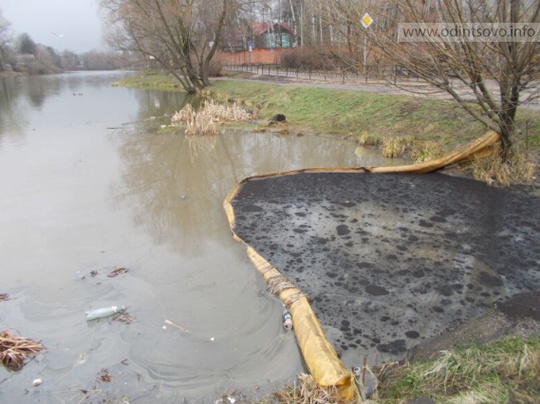 Немчиновскому пруду нанесен экологический удар, масляная ряска на пруду