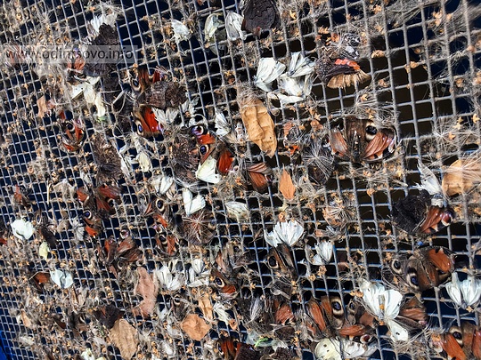 Остатки насекомых на фильтре воздушного компрессора надувного здания