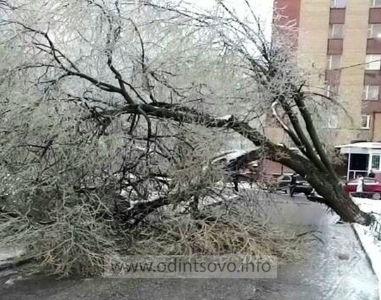 Упавшее дерево в Дубках