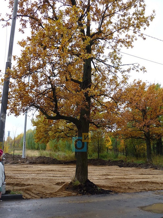 Обустройство площадки вплотную к деревьям, Новоивановское, Обустройство парковки у дубов в рабочем посёлке Новоивановское