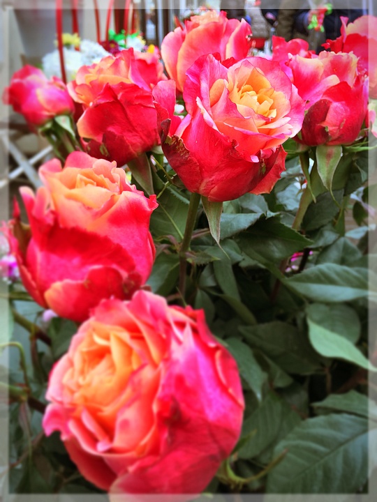 Розы, «Одинцовское подворье» приглашает на Цветочный базар