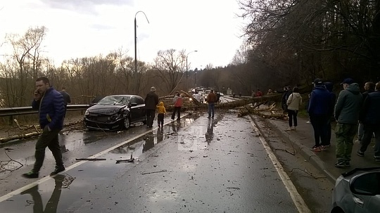 В Звенигороде дерево упало на дорогу, Апрель