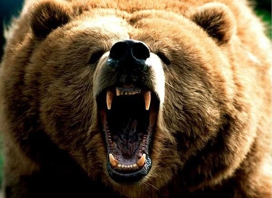 Как минимум три медведя сейчас живут в окрестностях Кубинки, Июль