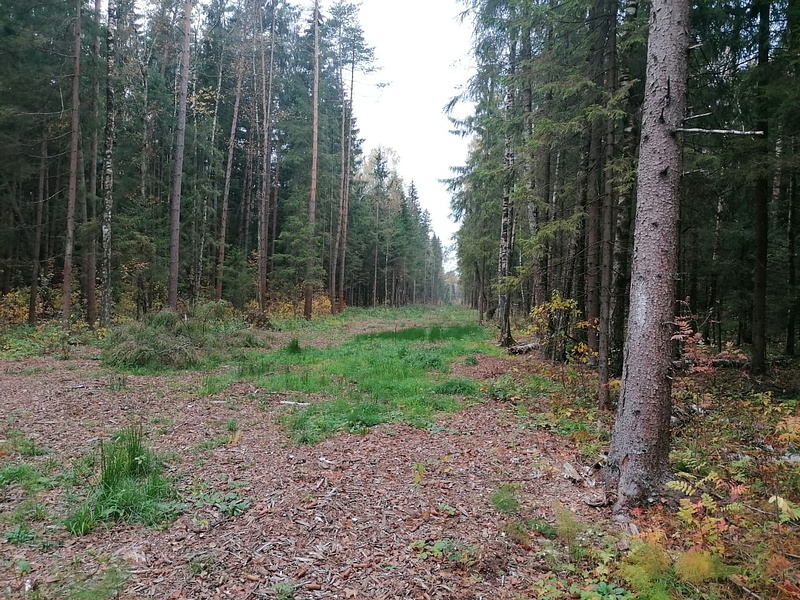 Брёховский лес, Жители Одинцовского округа продолжают борьбу за спасение Брёховского леса