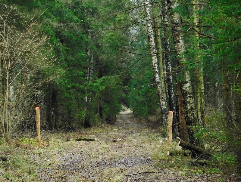 Масловский лес. Фото: местные жители, Активисты: под застройку переведены более 220 гектаров леса в Одинцовском округе