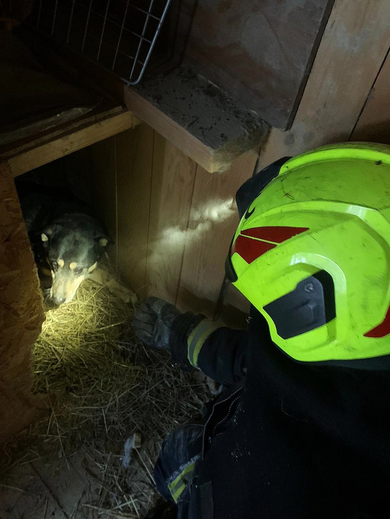 Спасатели помогли собаке, застрявшей под бытовкой в приюте для животных в Одинцовском округе