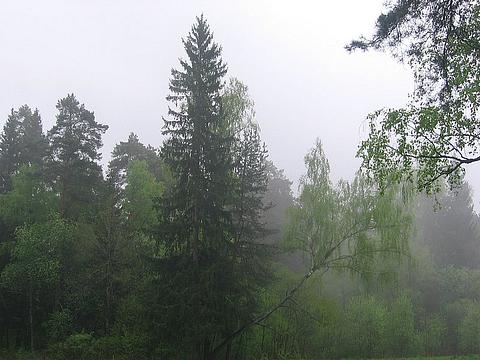 дождь в лесу песня дождь в лесу песня